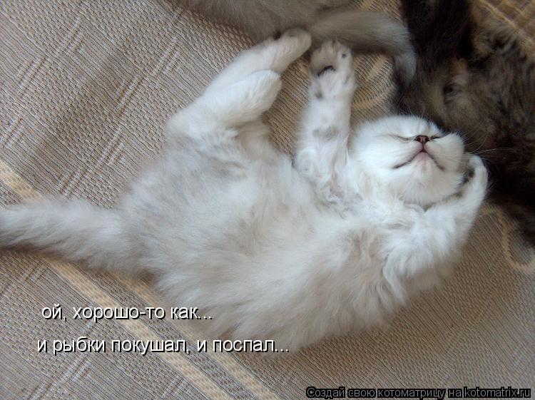 ой, хорошо-то как... и рыбки покушал, и поспал...... Котоматрица: ой, хорошо-то как... и рыбки покушал, и поспал...