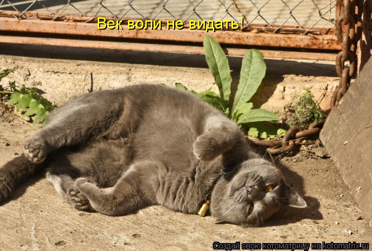 Век воли не видать!... Котоматрица: Век воли не видать!