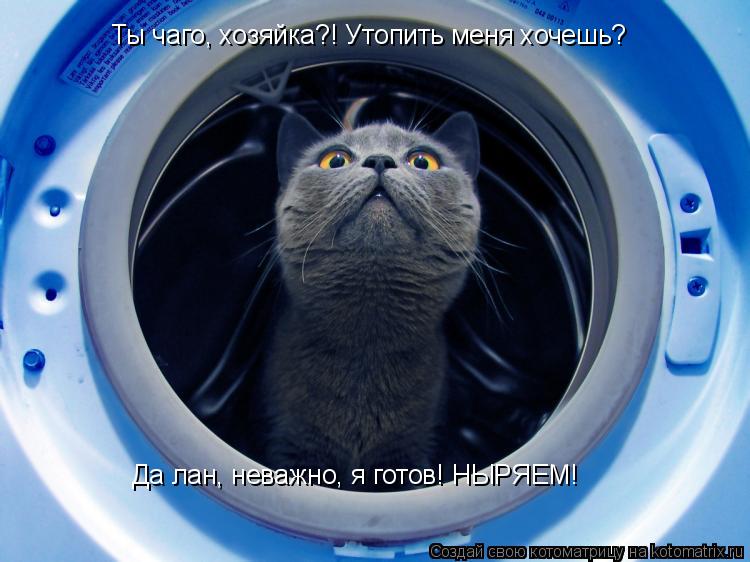 Ты чаго, хозяйка?! Утопить меня хочешь? Да лан, неважно, я готов! НЫРЯЕМ!... Котоматрица: Ты чаго, хозяйка?! Утопить меня хочешь? Да лан, неважно, я готов! НЫРЯЕМ!