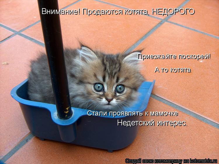 Приезжайте поскорей! А то котята Стали проявлять к мамочке Внимание! Продаются котята, НЕДОРОГО Недет... Котоматрица: Приезжайте поскорей! А то котята Стали проявлять к мамочке Внимание! Продаются котята, НЕДОРОГО Недетский интерес.