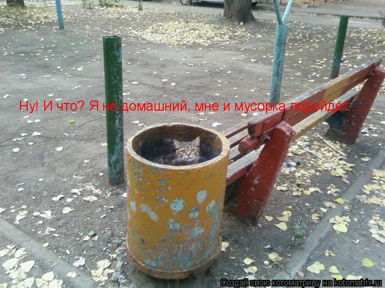Ну! И что? Я не домашний, мне и мусорка подойдёт......... Котоматрица: Ну! И что? Я не домашний, мне и мусорка подойдёт......