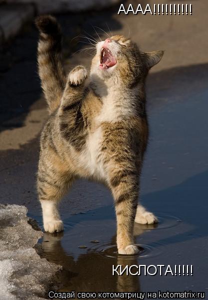 Котоматрица: АААА!!!!!!!!!!  КИСЛОТА!!!!!