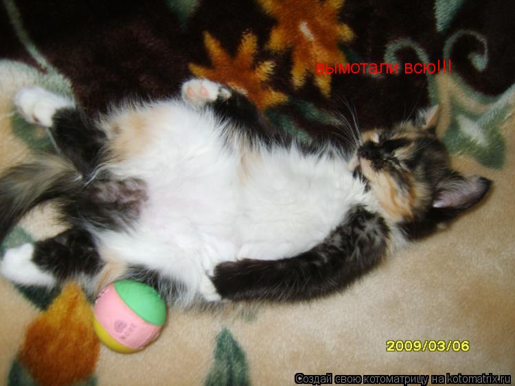 Котоматрица: вымотали всю!!!