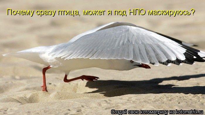 Котоматрица: Почему сразу птица, может я под НЛО маскируюсь?