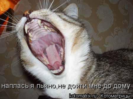 Котоматрица: наплась я пьяно,не дойти мне до дому