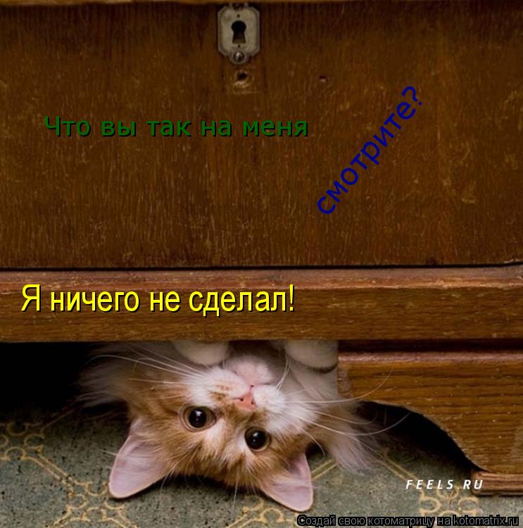 Котоматрица: Что вы так на меня смотрите? Я ничего не сделал!
