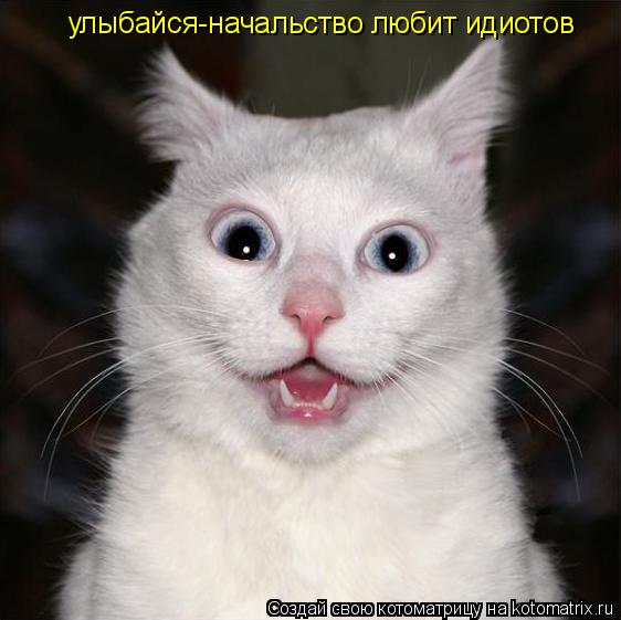 Котоматрица: улыбайся-начальство любит идиотов