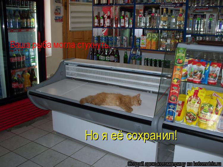 Котоматрица: Ваша рыба могла стухнуть... Но я её сохранил!