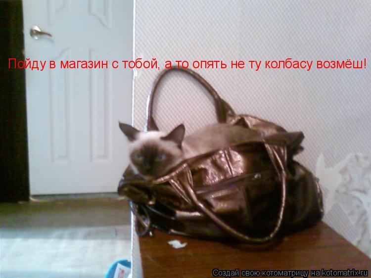 Котоматрица: Пойду в магазин с тобой, а то опять не ту колбасу возмёш!