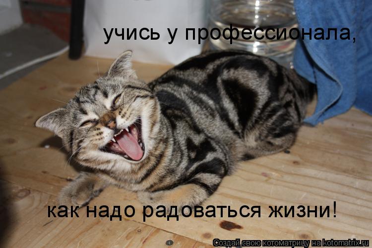 учись у профессионала, как надо радоваться жизни!... Котоматрица: учись у профессионала, как надо радоваться жизни!
