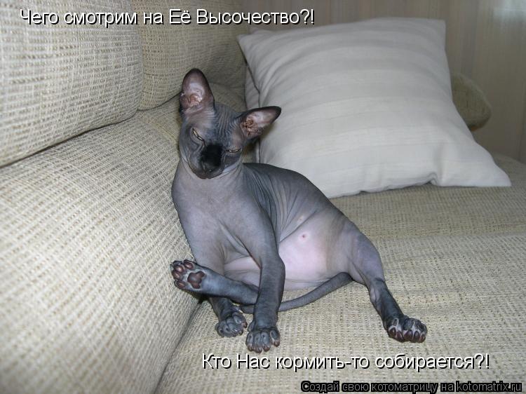 Чего смотрим на Её Высочество?! Кто Нас кормить-то собирается?!... Котоматрица: Чего смотрим на Её Высочество?! Кто Нас кормить-то собирается?!