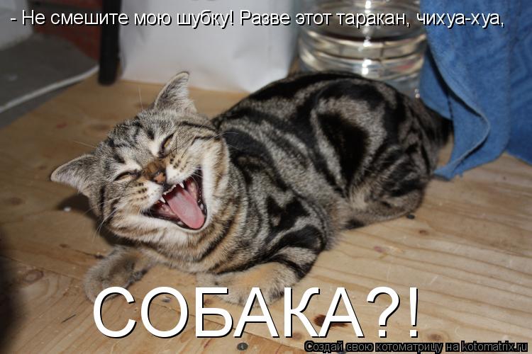 - Не смешите мою шубку! Разве этот таракан, чихуа-хуа, СОБАКА?!... Котоматрица: - Не смешите мою шубку! Разве этот таракан, чихуа-хуа, СОБАКА?!