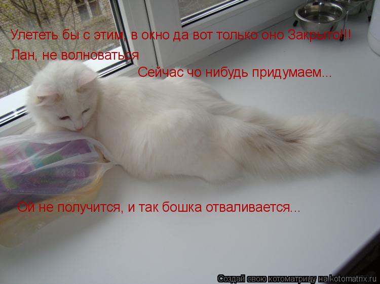 Улететь бы с этим, в окно да вот только оно Закрыто!!! Лан, не волноваться Сейчас чо нибудь придумае... Котоматрица: Улететь бы с этим, в окно да вот только оно Закрыто!!! Лан, не волноваться Сейчас чо нибудь придумаем... Ой не получится, и так бошка отваливае