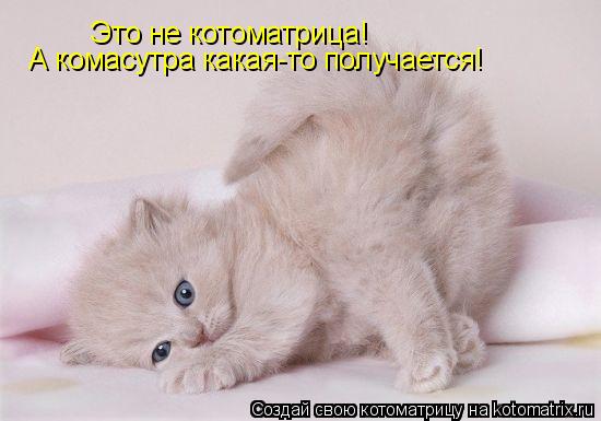 Это не котоматрица! А комасутра какая-то получается!... Котоматрица: Это не котоматрица! А комасутра какая-то получается!