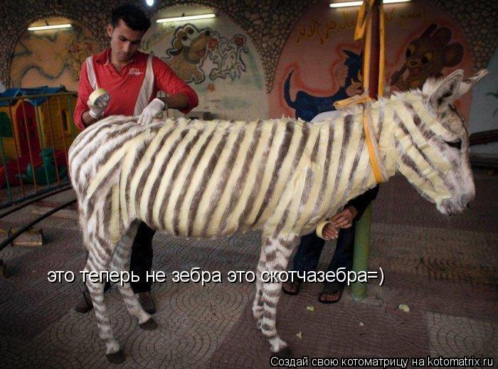 это теперь не зебра это скотчазебра=)... Котоматрица: это теперь не зебра это скотчазебра=)