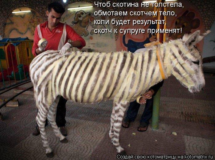 Чтоб скотина не толстела, обмотаем скотчем тело, коли будет результат, скотч к супруге применят!... Котоматрица: Чтоб скотина не толстела, обмотаем скотчем тело, коли будет результат, скотч к супруге применят!