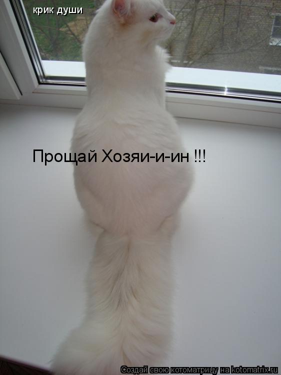 Прощай Хозяи-и-ин крик души !!!... Котоматрица: Прощай Хозяи-и-ин крик души !!!