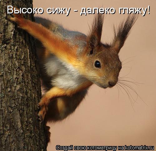 Высоко сижу - далеко гляжу!... Котоматрица: Высоко сижу - далеко гляжу!