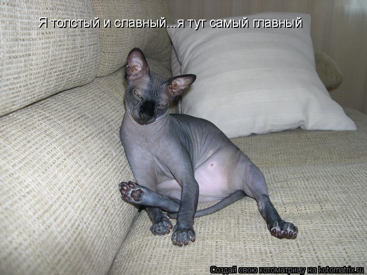 Я толстый и славный...я тут самый главный... Котоматрица: Я толстый и славный...я тут самый главный