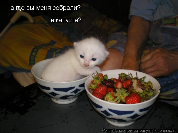 а где вы меня собрали? в капусте?... Котоматрица: а где вы меня собрали? в капусте?