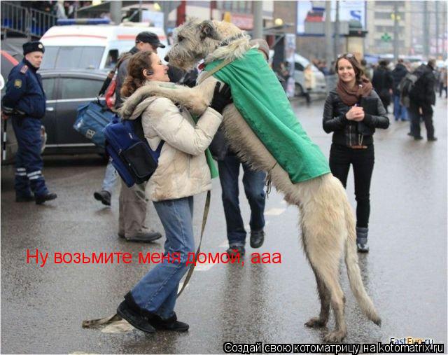 Ну возьмите меня домой, ааа... Котоматрица: Ну возьмите меня домой, ааа