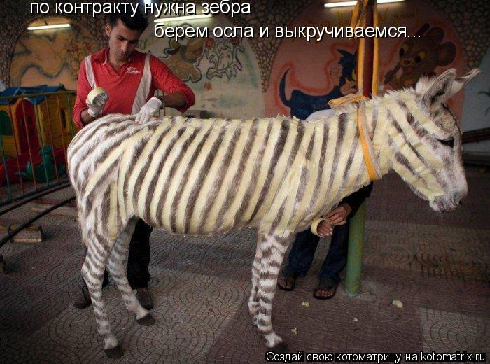 по контракту нужна зебра берем осла и выкручиваемся...... Котоматрица: по контракту нужна зебра берем осла и выкручиваемся...