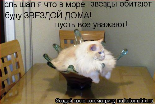 слышал я что в море- звезды обитают буду ЗВЕЗДОЙ ДОМА! пусть все уважают!... Котоматрица: слышал я что в море- звезды обитают буду ЗВЕЗДОЙ ДОМА! пусть все уважают!
