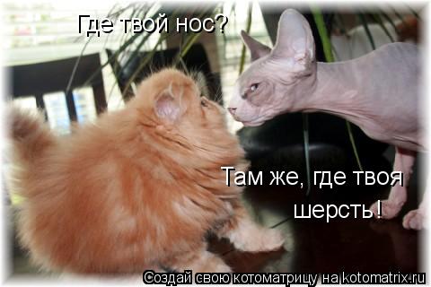 Где твой нос? Там же, где твоя шерсть !... Котоматрица: Где твой нос? Там же, где твоя шерсть !