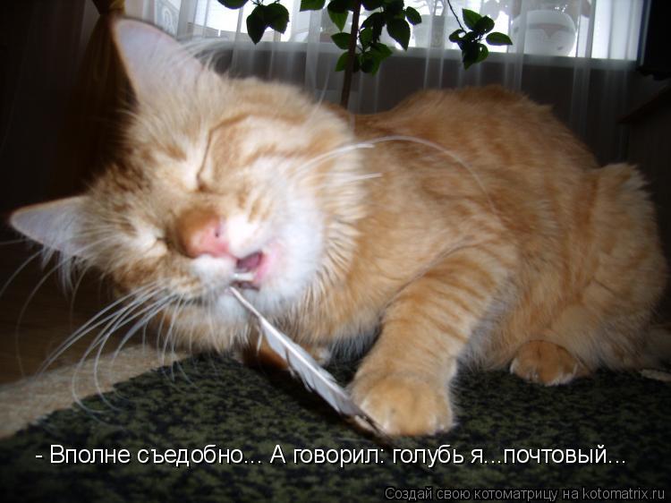 - Вполне съедобно... А говорил: голубь я...почтовый...... Котоматрица: - Вполне съедобно... А говорил: голубь я...почтовый...