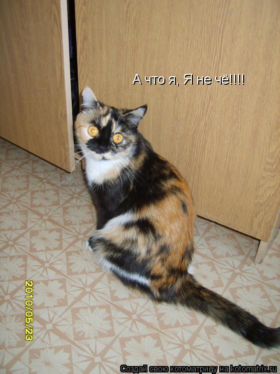 А что я, Я не чё!!!!... Котоматрица: А что я, Я не чё!!!!