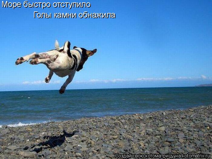 Море быстро отступило Голы камни обнажила... Котоматрица: Море быстро отступило Голы камни обнажила