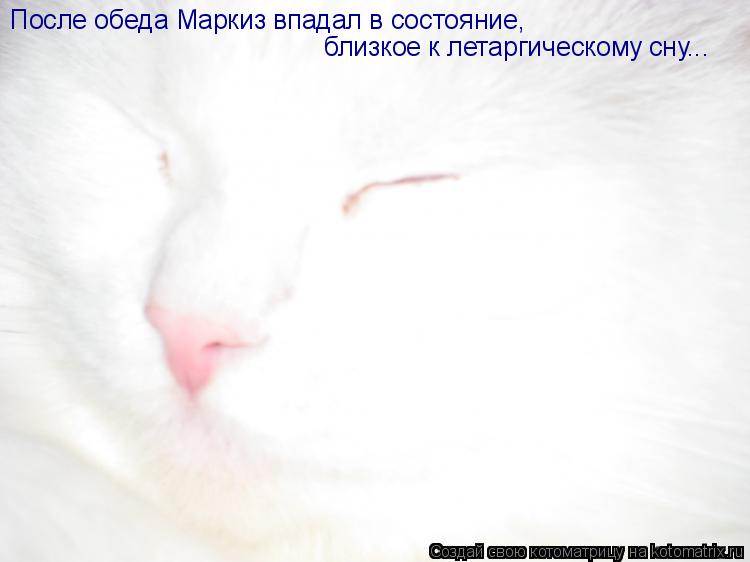 После обеда Маркиз впадал в состояние, близкое к летаргическому сну...... Котоматрица: После обеда Маркиз впадал в состояние, близкое к летаргическому сну...