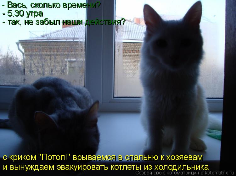 - Вась, сколько времени? - 5.30 утра - так, не забыл наши действия? с криком "Потоп!" врываемся в спа... Котоматрица: - Вась, сколько времени? - 5.30 утра - так, не забыл наши действия? с криком "Потоп!" врываемся в спальню к хозяевам и вынуждаем эвакуировать котл