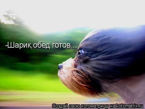 -Шарик,обед готов...... Котоматрица: -Шарик,обед готов...