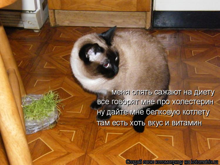 меня опять сажают на диету все говорят мне про холестерин ну дайте мне белковую котлету там есть хоть... Котоматрица: меня опять сажают на диету все говорят мне про холестерин ну дайте мне белковую котлету там есть хоть вкус и витамин