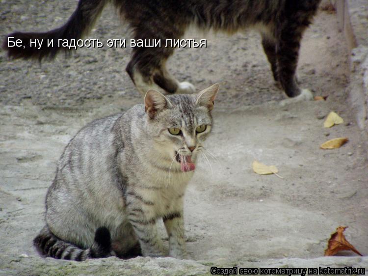 Бе, ну и гадость эти ваши листья... Котоматрица: Бе, ну и гадость эти ваши листья