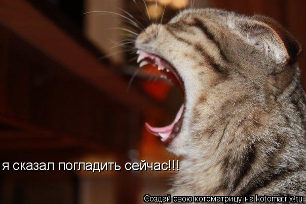 я сказал погладить сейчас!!!... Котоматрица: я сказал погладить сейчас!!!