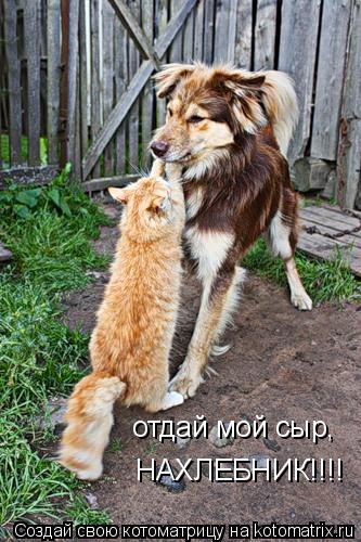 отдай мой сыр, НАХЛЕБНИК!!!!... Котоматрица: отдай мой сыр, НАХЛЕБНИК!!!!