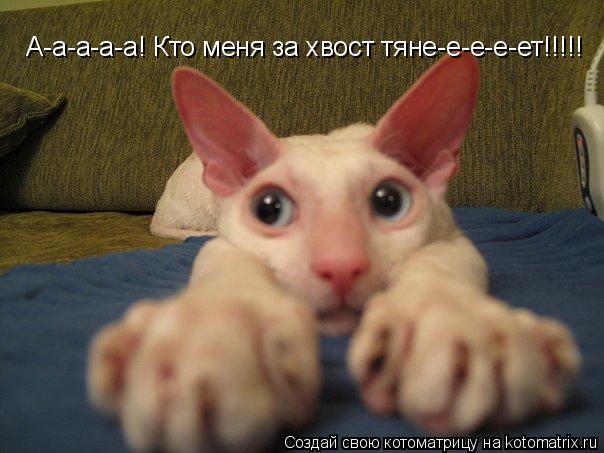 А-а-а-а-а! Кто меня за хвост тяне-е-е-е-ет!!!!!... Котоматрица: А-а-а-а-а! Кто меня за хвост тяне-е-е-е-ет!!!!!