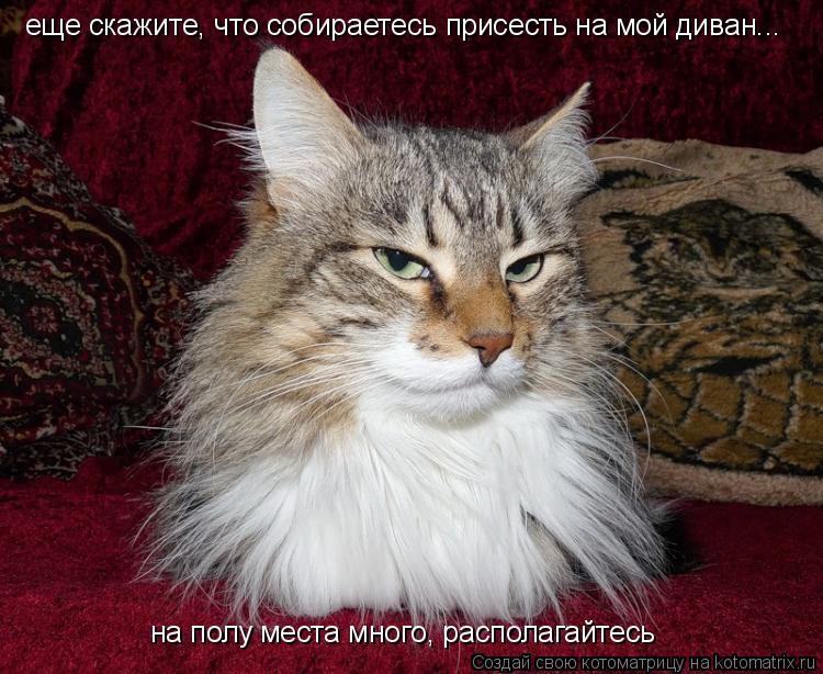 еще скажите, что собираетесь присесть на мой диван... на полу места много, располагайтесь... Котоматрица: еще скажите, что собираетесь присесть на мой диван... на полу места много, располагайтесь