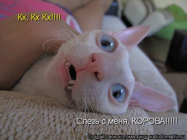 Кх, Кх Кх!!!! Слезь с меня, КОРОВА!!!!!... Котоматрица: Кх, Кх Кх!!!! Слезь с меня, КОРОВА!!!!!