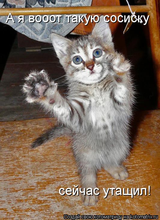А я вооот такую сосиску сейчас утащил!... Котоматрица: А я вооот такую сосиску сейчас утащил!