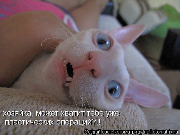 хозяйка, может хватит тебе уже пластических операций?!!... Котоматрица: хозяйка, может хватит тебе уже пластических операций?!!
