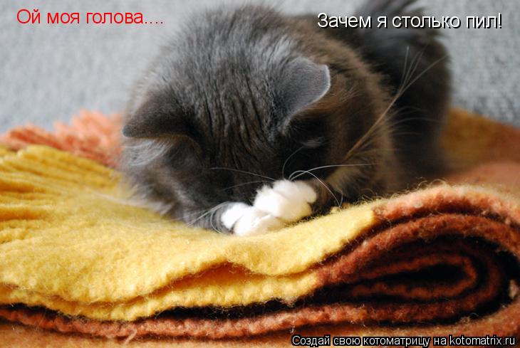 Ой моя голова.... Зачем я столько пил!... Котоматрица: Ой моя голова.... Зачем я столько пил!