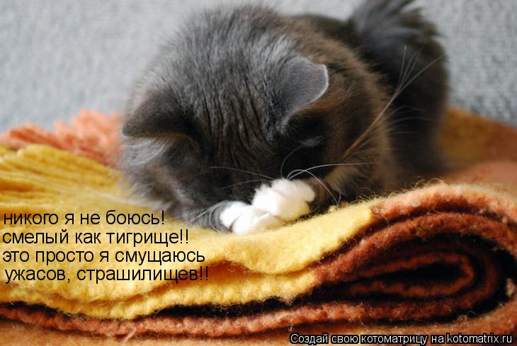 никого я не боюсь! смелый как тигрище!! это просто я смущаюсь ужасов, страшилищев!!... Котоматрица: никого я не боюсь! смелый как тигрище!! это просто я смущаюсь ужасов, страшилищев!!