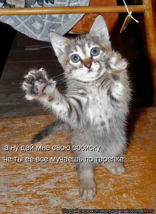 а ну дай мне свою сосиску че ты её все мучаешь по тарелке... Котоматрица: а ну дай мне свою сосиску че ты её все мучаешь по тарелке