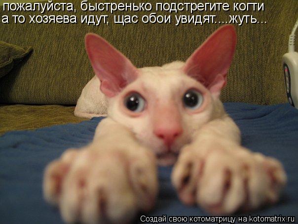 пожалуйста, быстренько подстрегите когти а то хозяева идут, щас обои увидят....жуть...... Котоматрица: пожалуйста, быстренько подстрегите когти а то хозяева идут, щас обои увидят....жуть...
