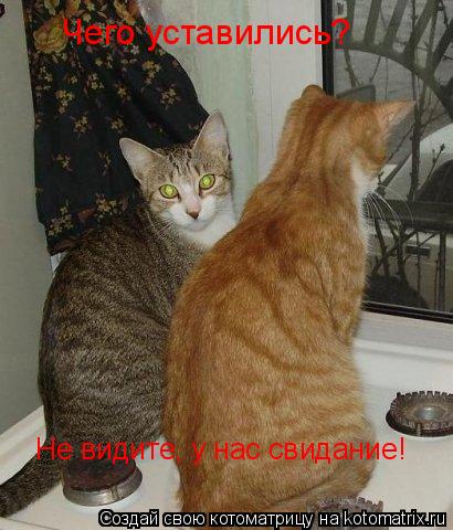 Чего уставились? Не видите, у нас свидание!... Котоматрица: Чего уставились? Не видите, у нас свидание!