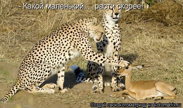 - Какой маленький.... расти скорее!... Котоматрица: - Какой маленький.... расти скорее!
