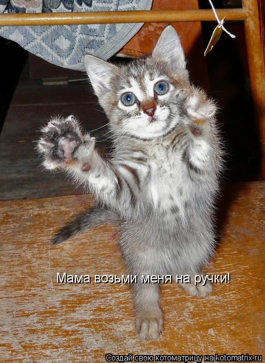 Мама возьми меня на ручки!... Котоматрица: Мама возьми меня на ручки!